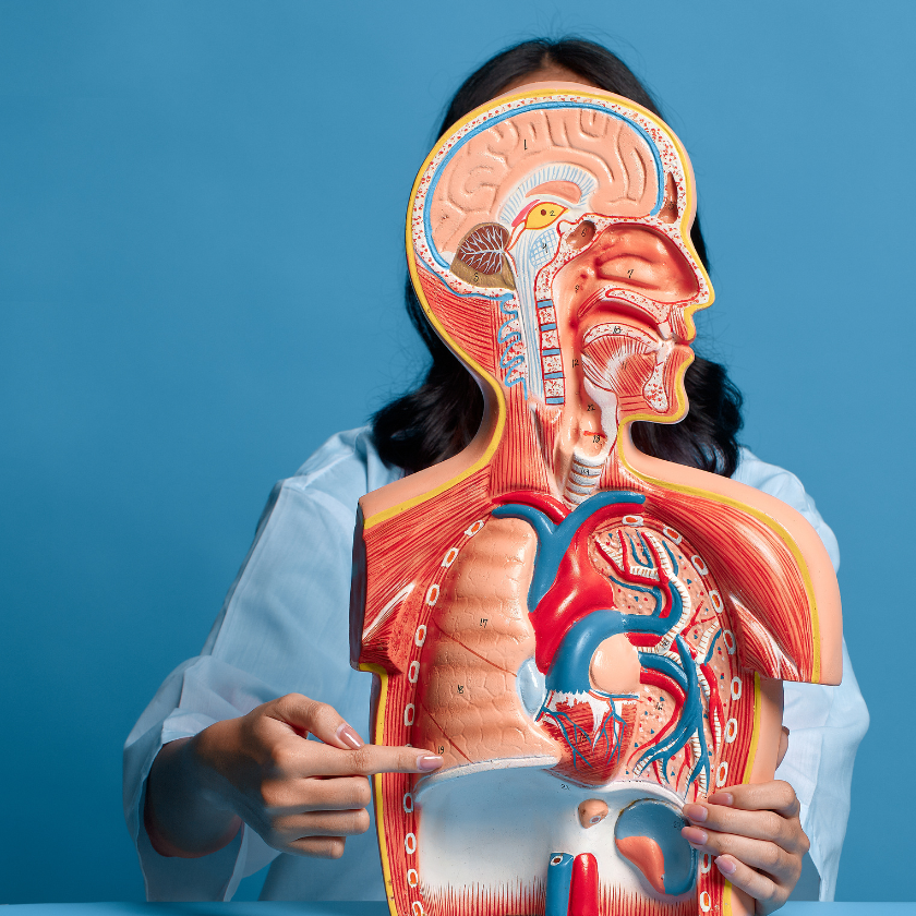 Elemental Organ Support Practices – Free